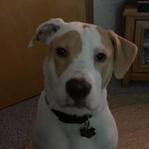 Meet your Posher, Tanner
